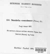 Nectria coccinea image
